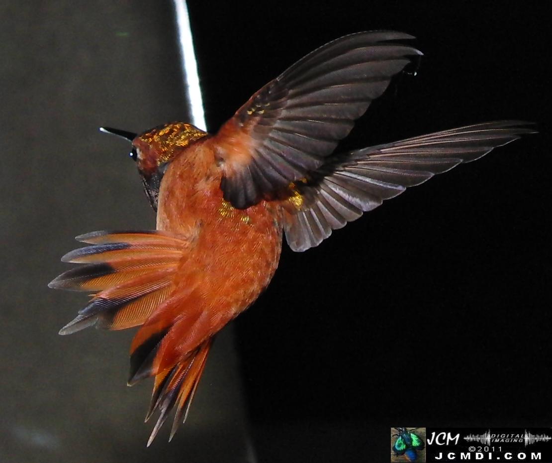 Hummingbird photo captured from Robo-Cam Motion Detection at JCMDI.COM